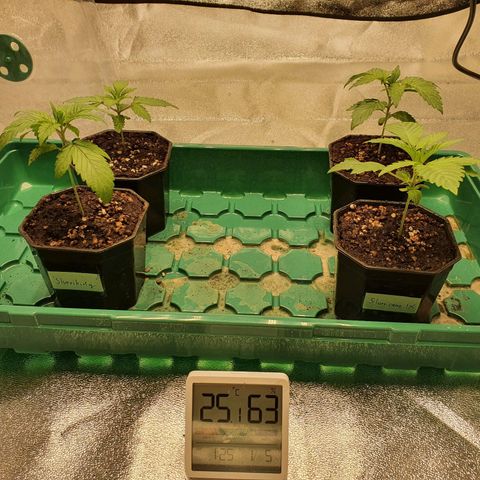 Bahama bussdown growlog timeline photo