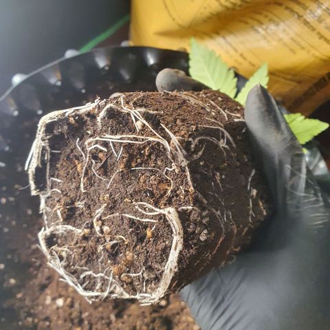 Slurricane IX growlog timeline photo