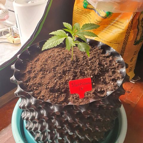 Slurricane IX growlog timeline photo