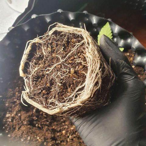 Rufio's growlog timeline photo