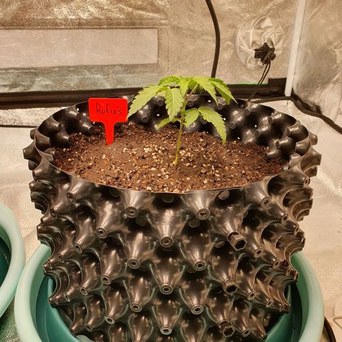 Rufio's growlog timeline photo