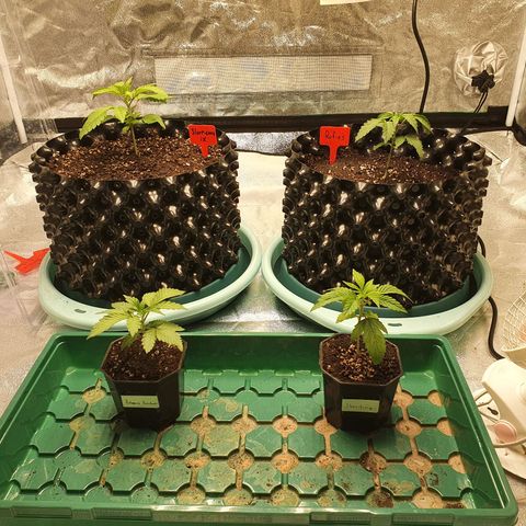 Bahama bussdown growlog timeline photo