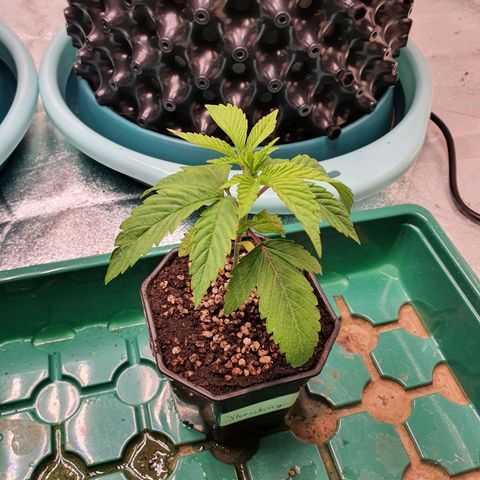 Slurriking growlog timeline photo