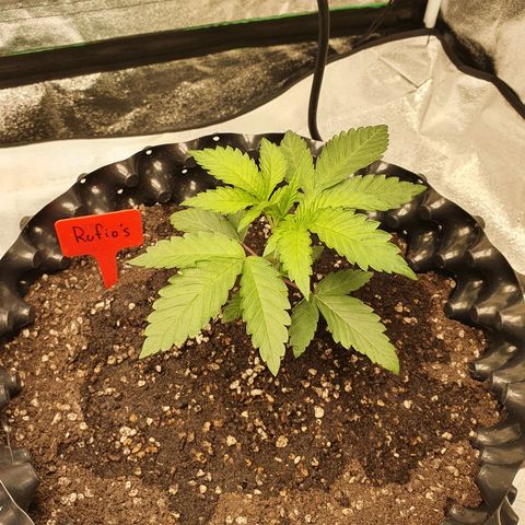 Rufio's growlog timeline photo