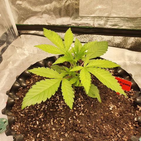 Slurricane IX growlog timeline photo