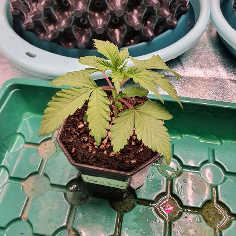 Bahama bussdown growlog timeline photo