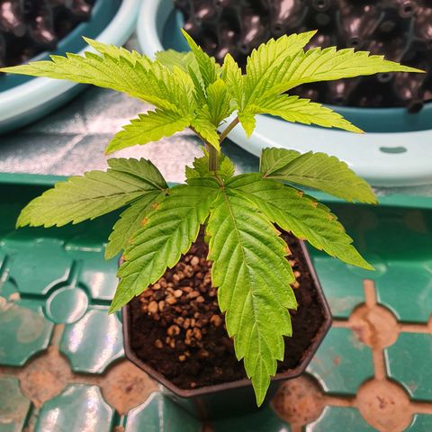 Slurriking growlog timeline photo