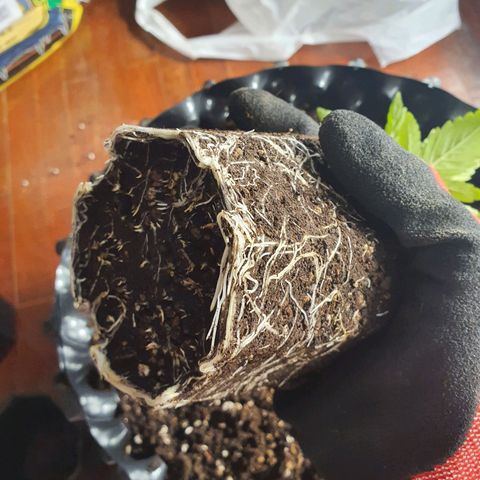 Bahama bussdown growlog timeline photo