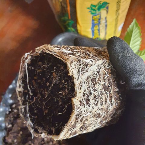 Slurriking growlog timeline photo