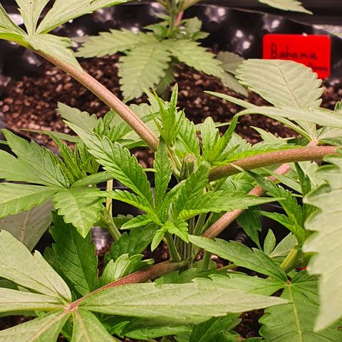Slurricane IX growlog timeline photo