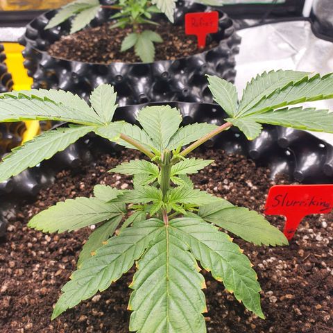 Slurriking growlog timeline photo