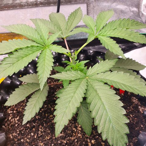 Rufio's growlog timeline photo