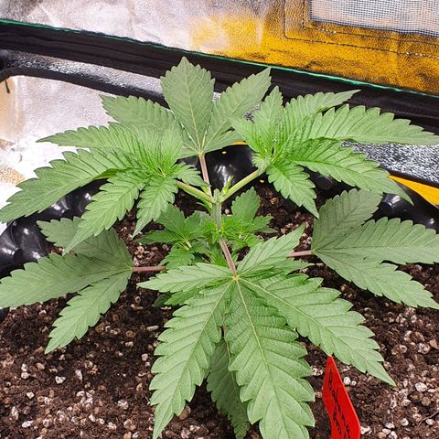 Bahama bussdown growlog timeline photo