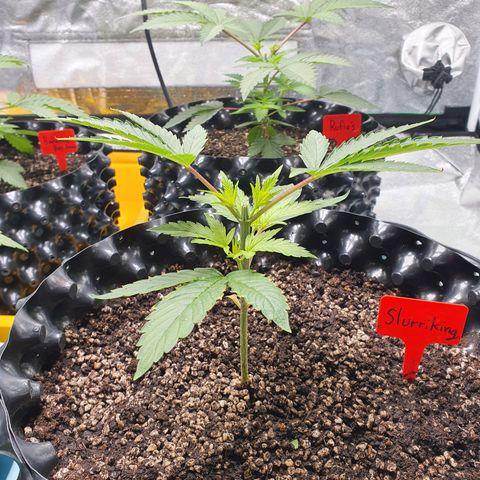 Slurriking growlog timeline photo