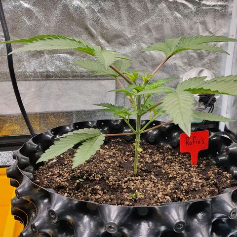 Rufio's growlog timeline photo