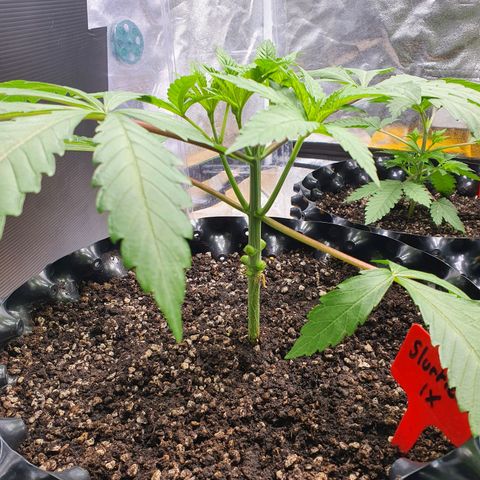 Slurricane IX growlog timeline photo