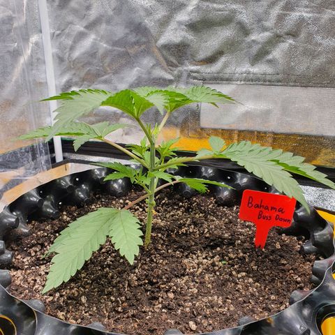 Bahama bussdown growlog timeline photo