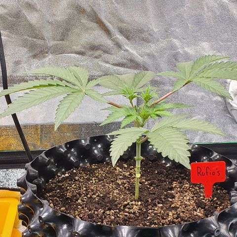 Rufio's growlog timeline photo