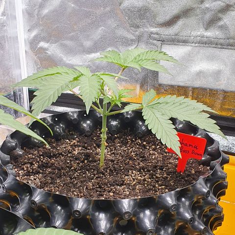 Bahama bussdown growlog timeline photo