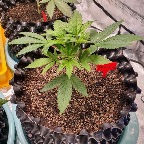 Slurriking growlog timeline photo