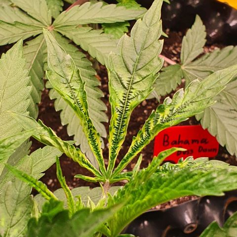 Slurricane IX growlog timeline photo