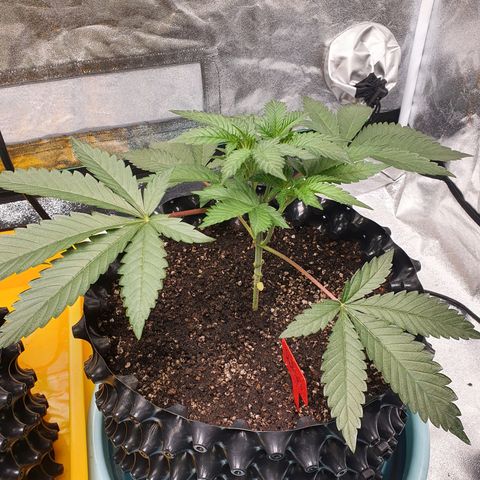 Rufio's growlog timeline photo