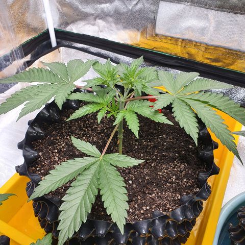 Bahama bussdown growlog timeline photo