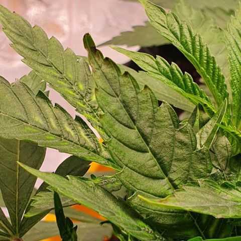 Slurricane IX growlog timeline photo
