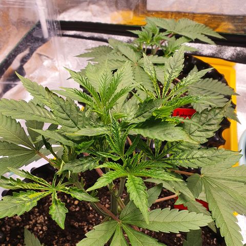Slurricane IX growlog timeline photo