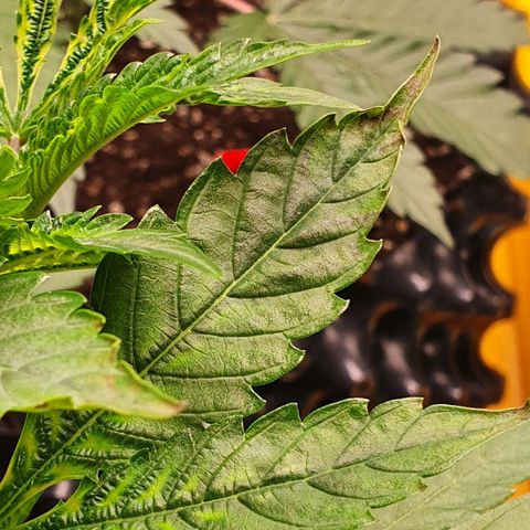 Slurricane IX growlog timeline photo
