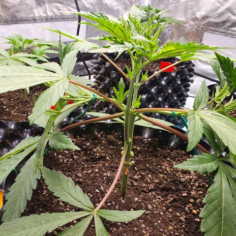 Slurricane IX growlog timeline photo