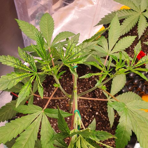 Slurricane IX growlog timeline photo