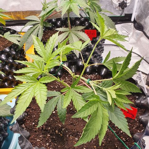 Slurriking growlog timeline photo