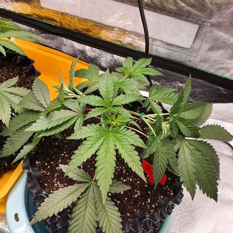 Rufio's growlog timeline photo