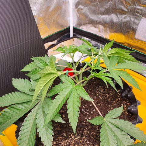 Bahama bussdown growlog timeline photo