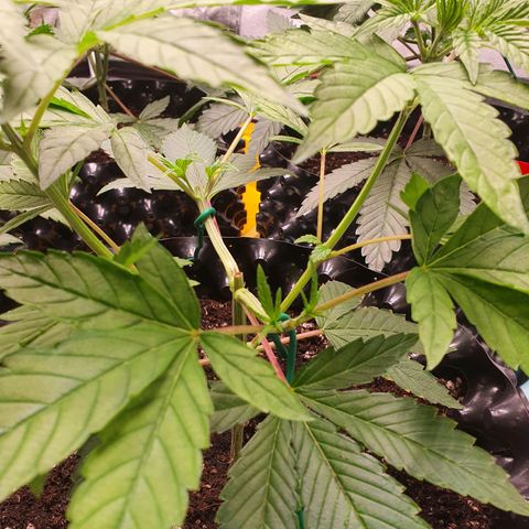 Slurriking growlog timeline photo