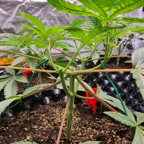 Slurricane IX growlog timeline photo