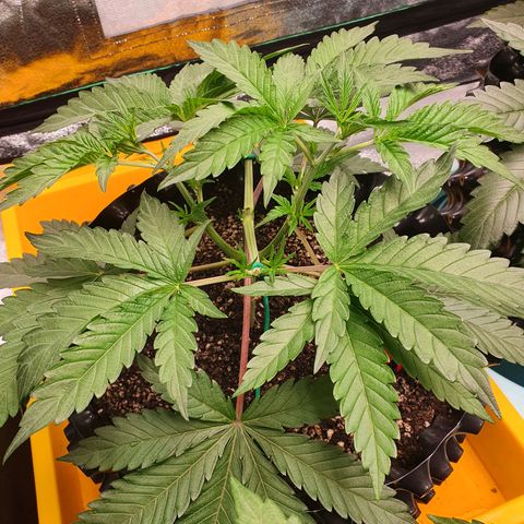 Bahama bussdown growlog timeline photo