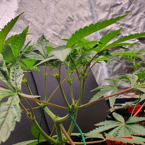 Slurricane IX growlog timeline photo