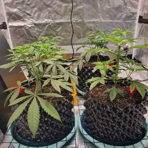 Bahama bussdown growlog timeline photo