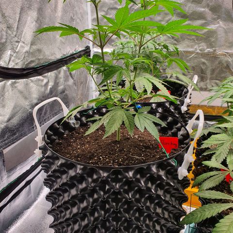 Slurriking growlog timeline photo