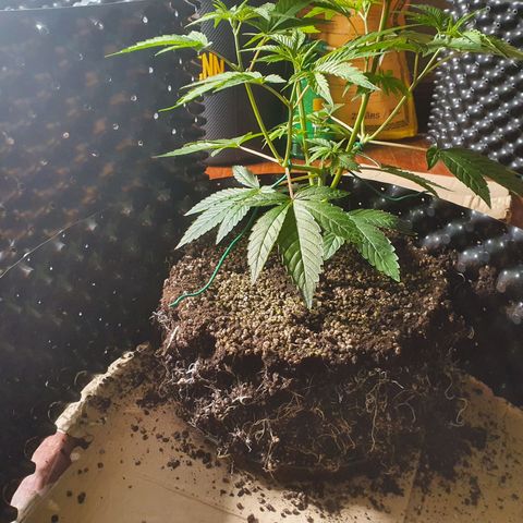 Slurriking growlog timeline photo