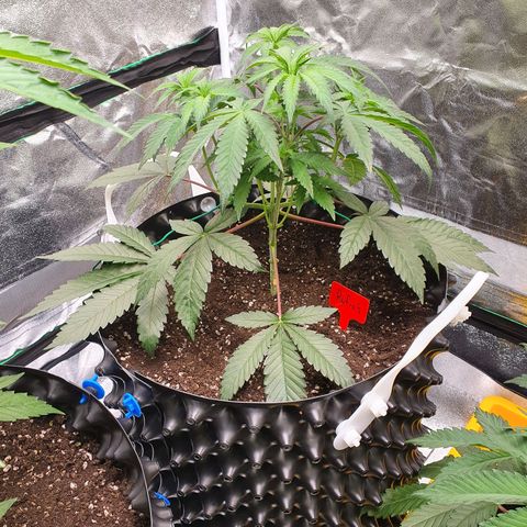 Rufio's growlog timeline photo