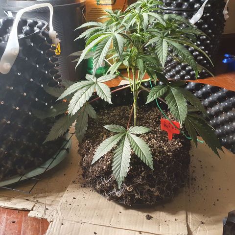 Rufio's growlog timeline photo