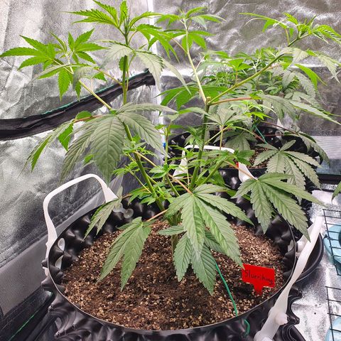 Slurriking growlog timeline photo