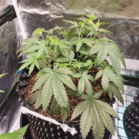 Rufio's growlog timeline photo