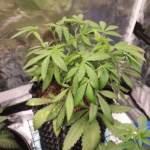 Slurricane IX growlog timeline photo