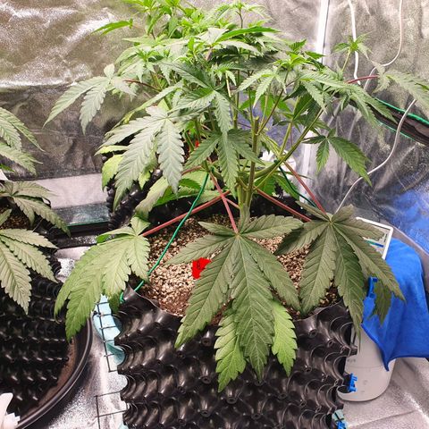 Bahama bussdown growlog timeline photo