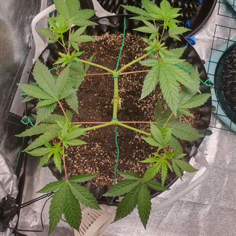Slurriking growlog timeline photo