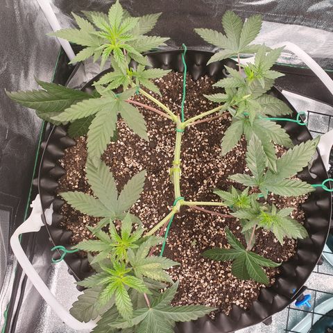 Rufio's growlog timeline photo